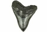 Serrated, Fossil Megalodon Tooth - South Carolina #210941-1